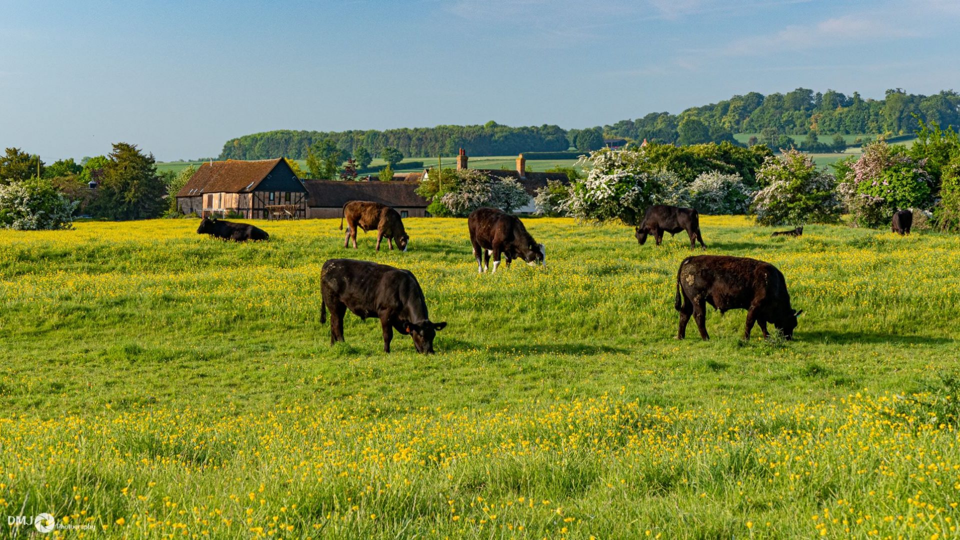 Cows on Bury